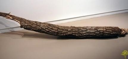 神奇的木頭雕刻