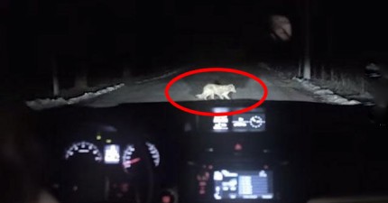 速霸陸狗狗廣告