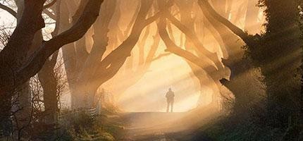 世界上最夢幻的樹隧道