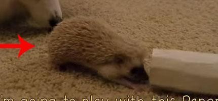 狗和刺蝟之間的友誼