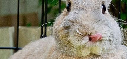 舔舌頭的小兔子