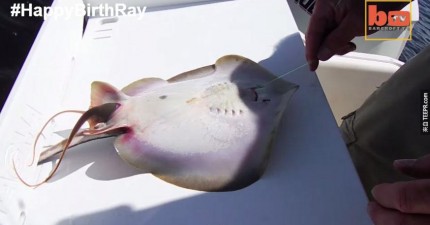 抓到的魔鬼魚生孩子