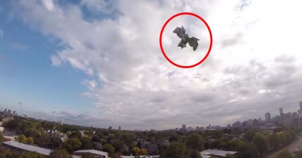 老鷹擊落無人機