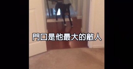 狗狗怕門口