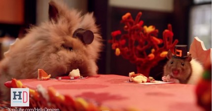 黃金鼠感恩節ft