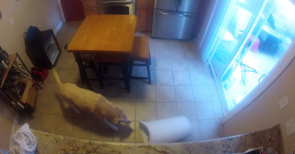 狗狗單獨在家的時候做的事情