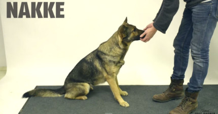 變魔術給狗狗看