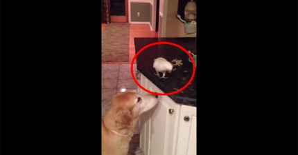 鳥幫助狗狗把食物都吃光