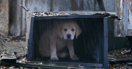 Budweiser狗狗走丟廣告