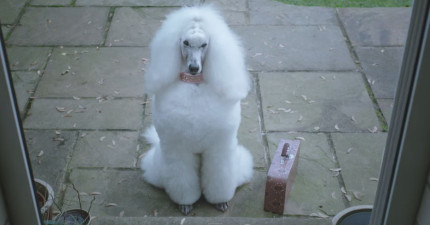 Thinkbox-Harvey-Harmony