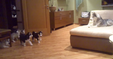 哈士奇媽媽教孩子