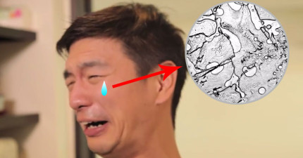 眼淚不同的架構