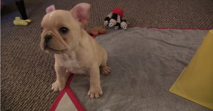 鬥牛犬4天學技巧