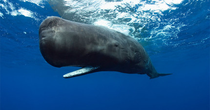 鯨魚便便