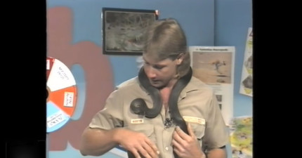 鱷魚先生被蛇咬