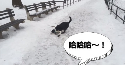 主人笑狗狗跌倒