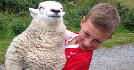 以為自己是狗的綿羊Pet