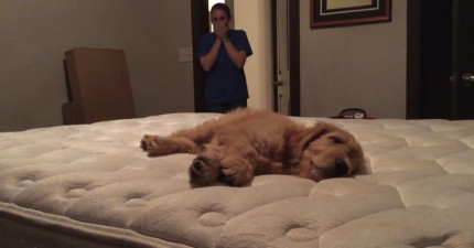 第一次碰到孩子狗狗