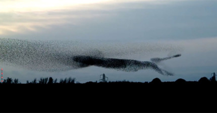 數萬隻椋鳥-(starling)-聚在一起