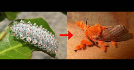 最美的毛毛蟲至蝴蝶轉變