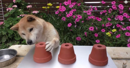 柴犬小春猜食物在哪個裡面