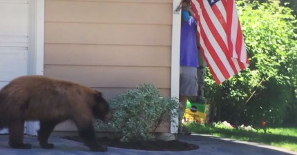 熊跟人類被對方嚇到