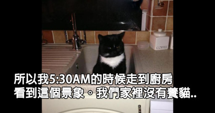 被迫成為貓主人