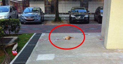 貓咪流血不止爆笑