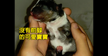 沒有腳的可愛寶寶