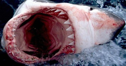 鯊魚恐怖
