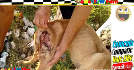 拯救瀕臨死亡的狗狗