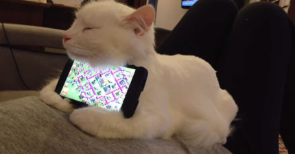 貓咪手機架